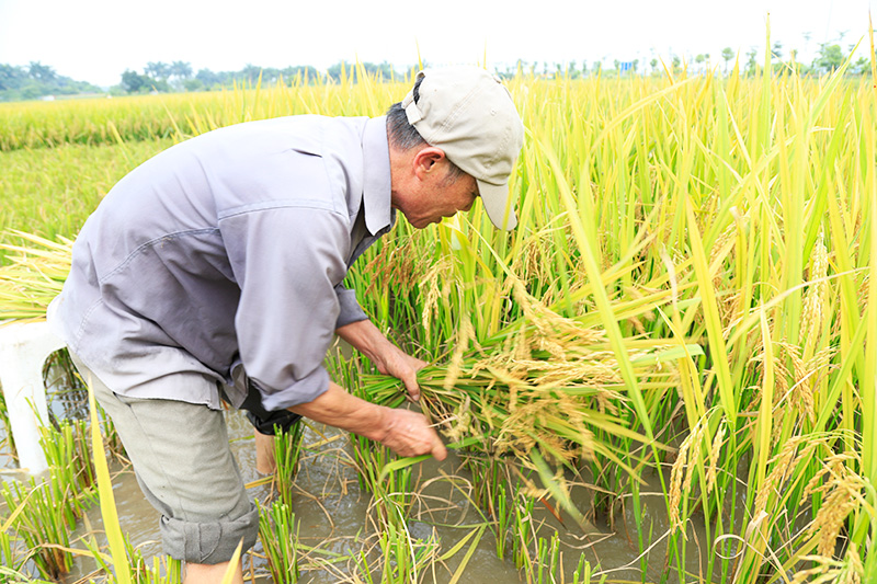 Nằm mơ thấy gặt lúa chín 