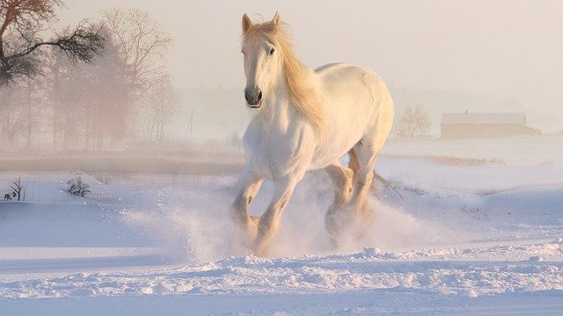 mơ thấy ngựa trắng