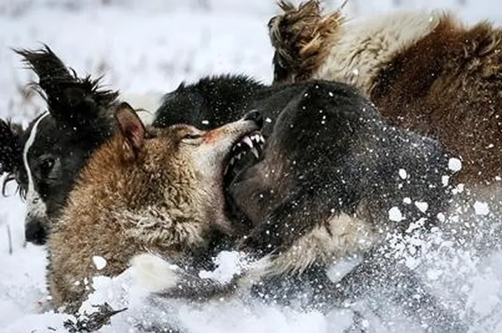 Nằm mơ thấy một vài con chó sói đang tấn công có nghĩa là bạn sẽ phải tự vệ trước nhiều đối thủ