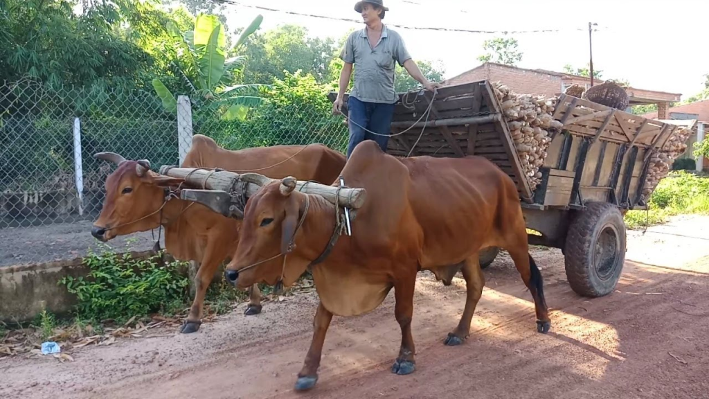 Mơ thấy con bò kéo xe đánh con gì?