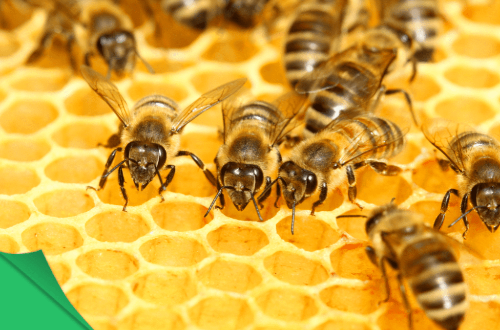 Điều may mắn sẽ đến nếu bạn mơ thấy ong đang làm tổ 