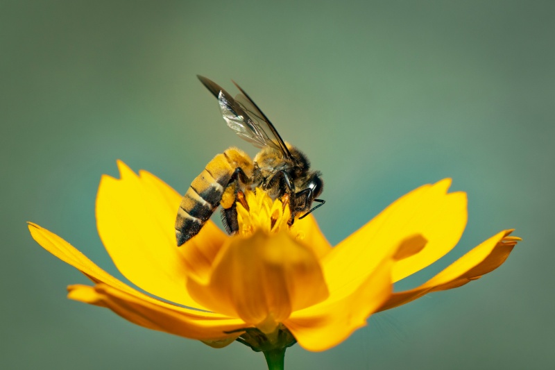 Chiêm bao thấy ong nên đánh số mấy