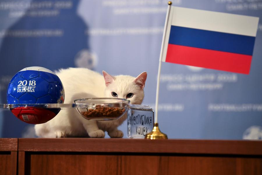 Mèo Achilles đã dự đoán chính xác khi chọn đội Nga giành chiến thắng ở trận khai màn World Cup 2018