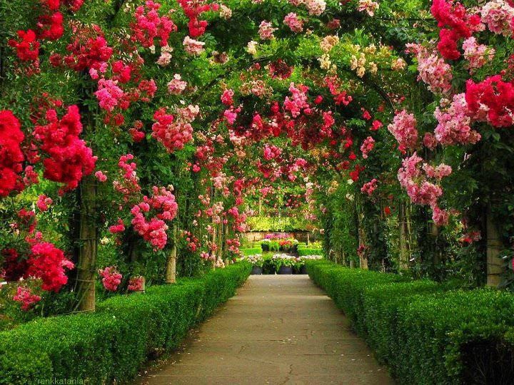 Thây vườn hoa hồng nở rộ nhiều điều may mắn sẽ đến với bạn