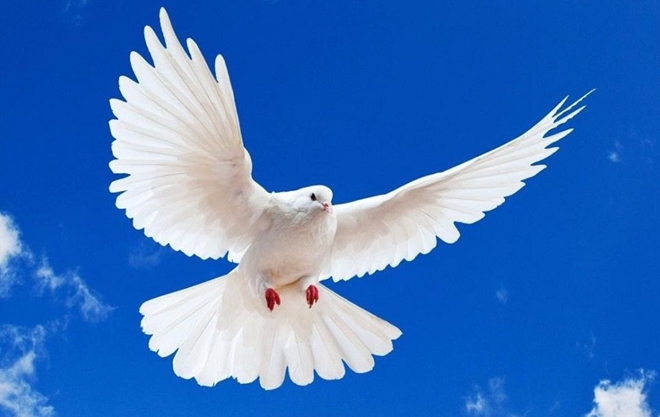 Chim bồ câu đại diện cho hòa bình 