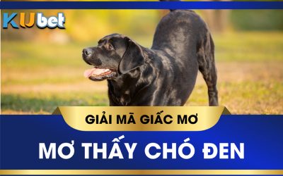 Nằm mơ thấy chó đen đánh con gì và những điều bạn cần phải biết