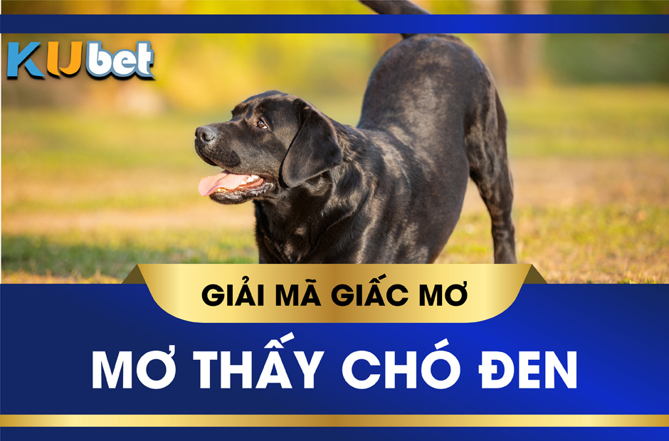 Nằm mơ thấy chó đen đánh con gì và những điều bạn cần phải biết