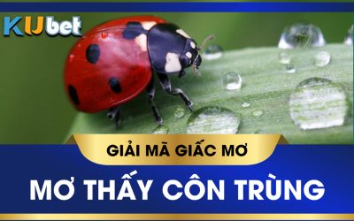 KUBET GIẢI MÃ GIẤC MƠ THẤY CÔN TRÙNG