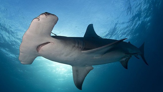 Mộng thấy cá mập đầu búa phản ánh tính cách bảo thủ của bạn