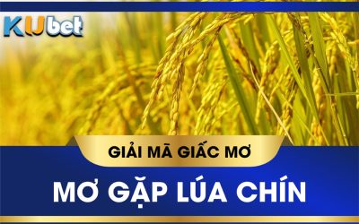 Nằm mơ thấy gặt lúa chín có phải điềm báo tài lộc? Đánh số gì