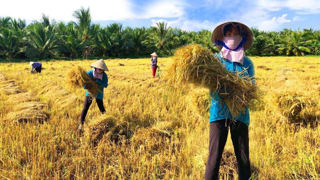 Nằm mơ thấy gặt lúa mang về phơi