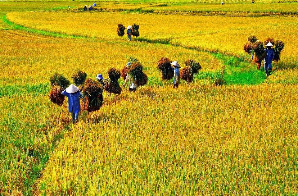Chiêm bao thấy gặt lúa chín vàng báo hiệu những tin vui trong công việc