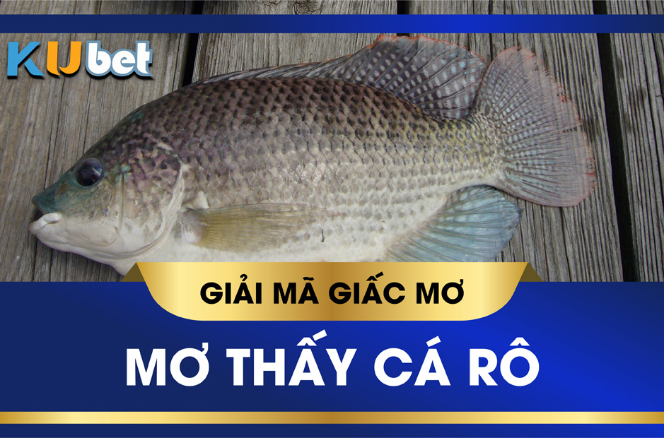 KUBET GIẢI MÃ GIẤC MƠ THẤY CÁ RÔ, ĐIỀM BÁO LÀNH HAY DỮ? ĐÁNH CON GÌ?