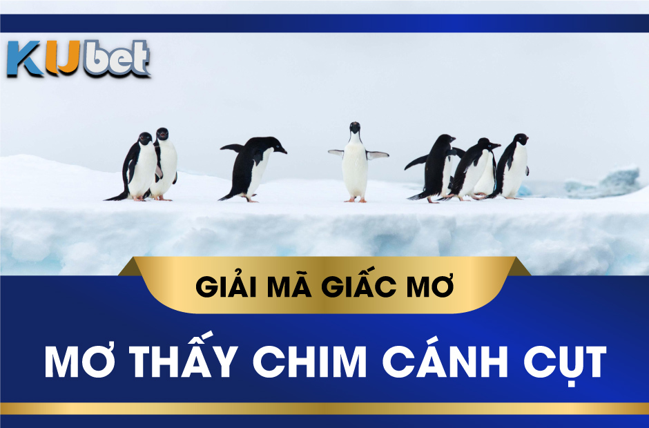 KUBET GIẢI MÃ GIẤC MƠ THẤY CHIM CÁNH CỤT VÀ CON SỐ MAY MẮN LIÊN QUAN