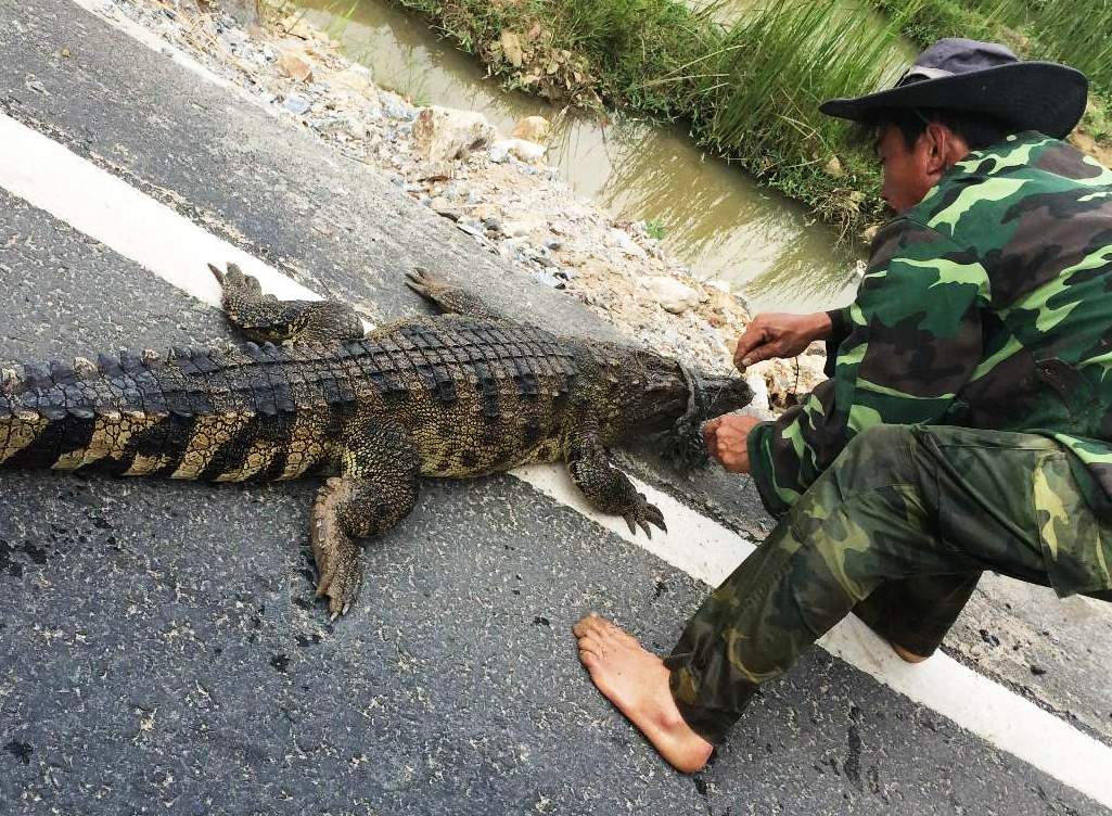 Ngủ mơ thấy bắt cá sấu