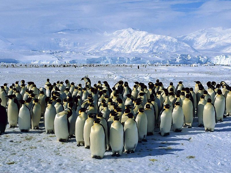 Kubet giải mã giấc mơ thấy một đàn chim cánh cụt quây quần bên nhau